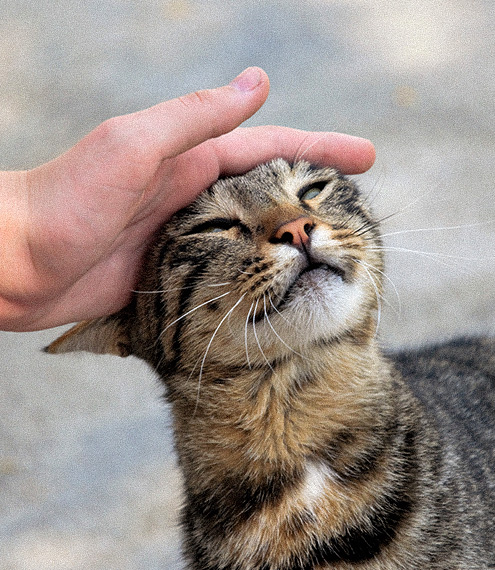 Como hacer que un gato se encariñe contigo